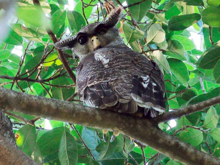 Barred Eagle-Owl