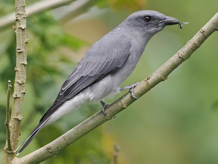 Malayan Cuckooshrike