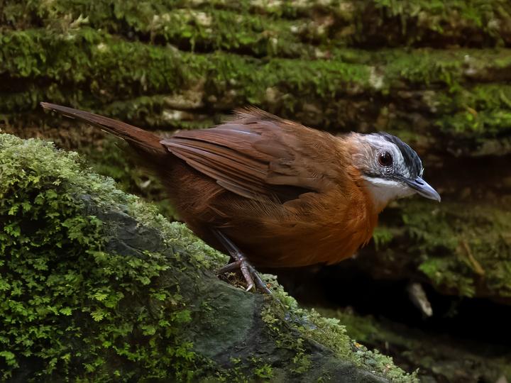 Malayan Black-capped Babbler