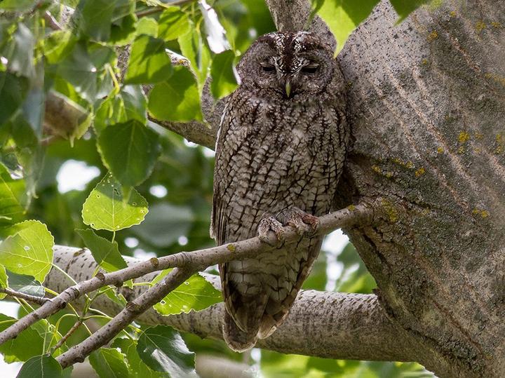 Maghreb Owl