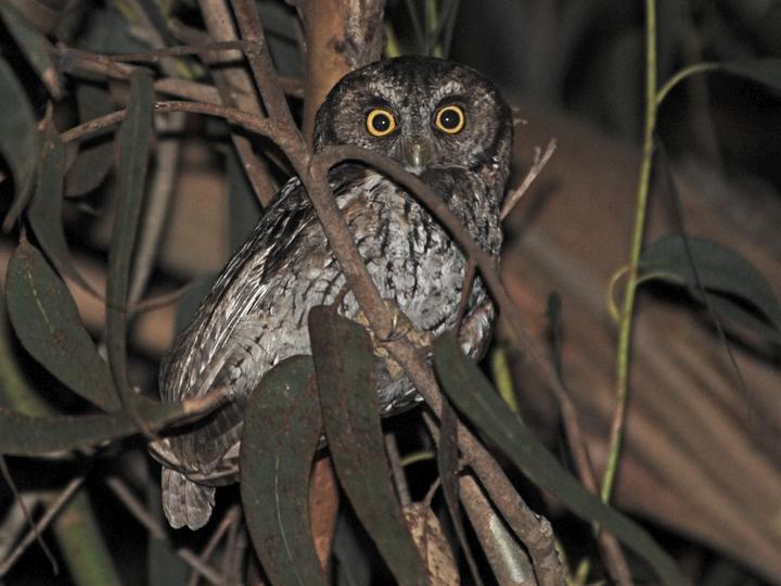 Koepcke's Screech Owl