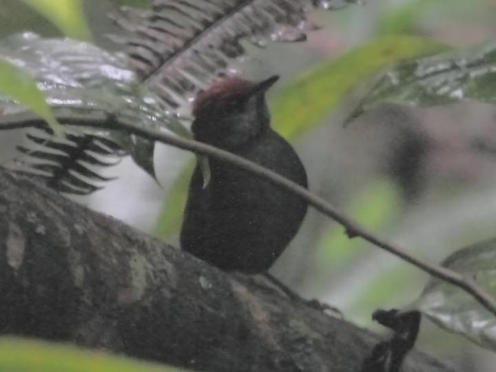 McConnell's Spinetail
