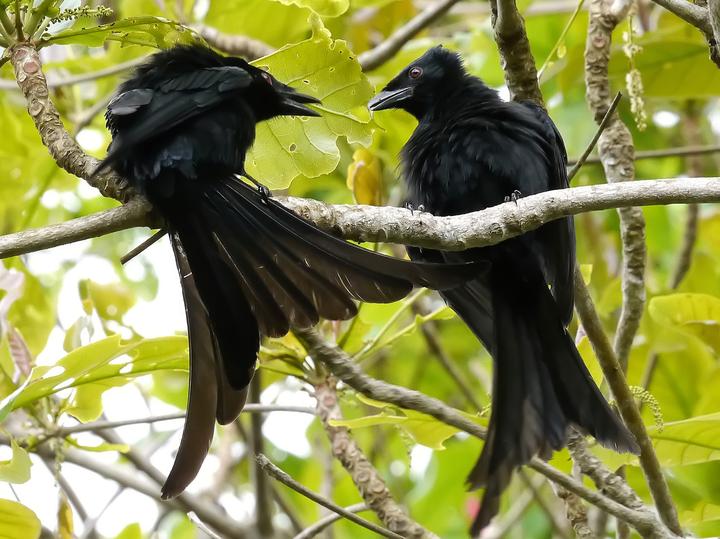 Mayotte Drongo