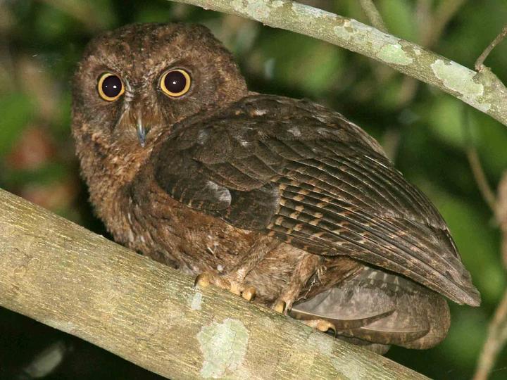 Mayotte Scops Owl