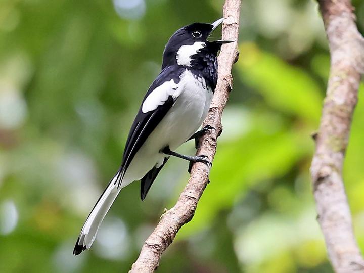 Malaita Monarch