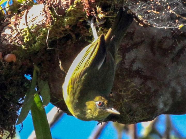 Malaita White-eye