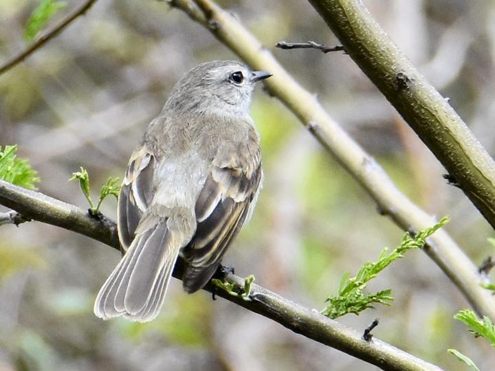 Maranon Tyrannulet