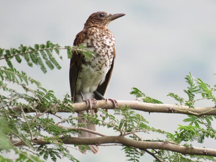 Maranon Thrush