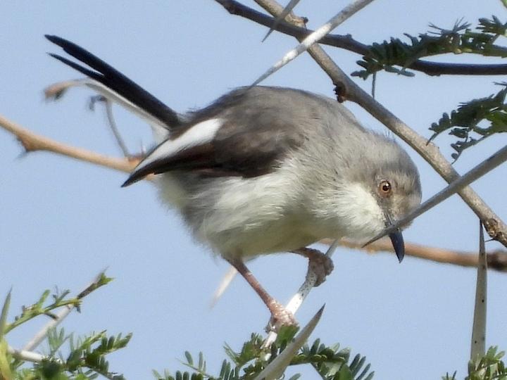 Maasai Apalis