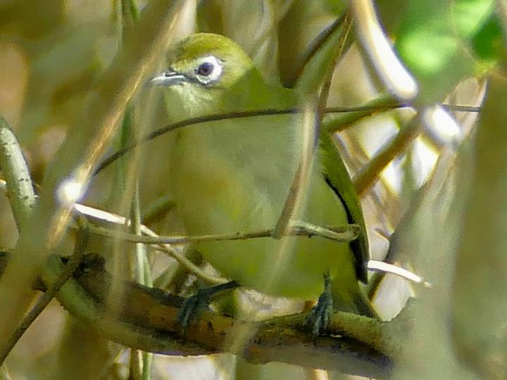 Bridled White-eye