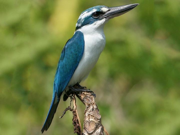 Mariana Kingfisher