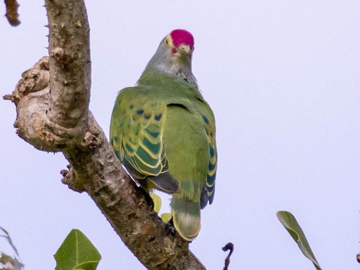 Mariana Fruit Dove