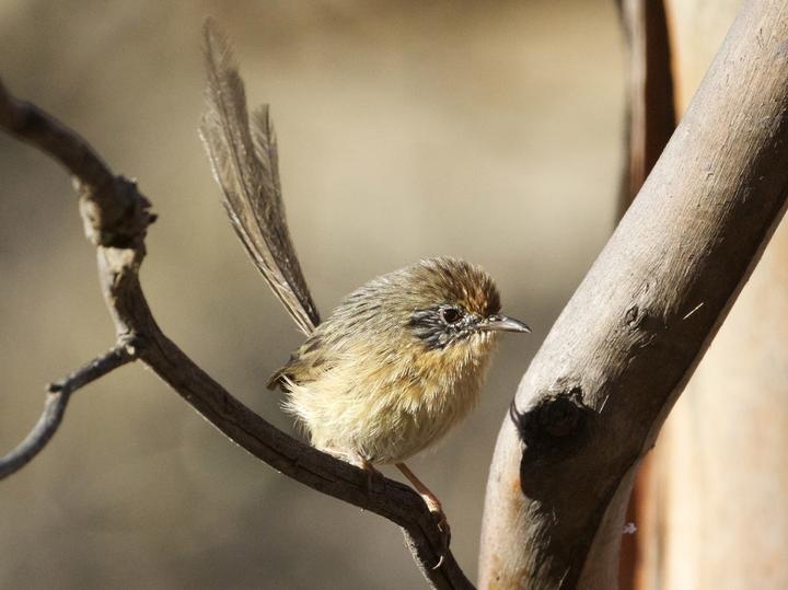 Mallee Emu-wren