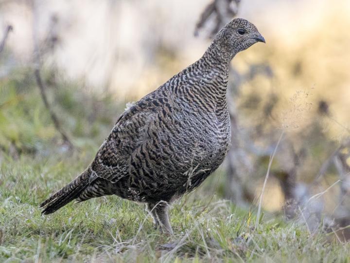 Caucasian Grouse