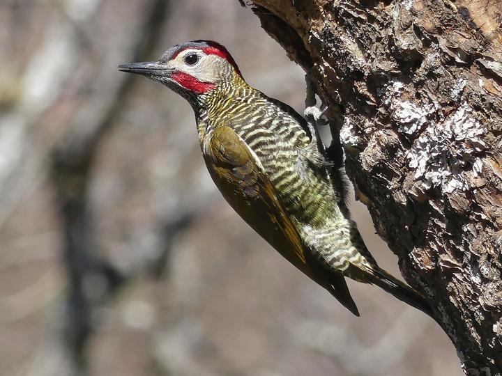 Golden-olive Woodpecker