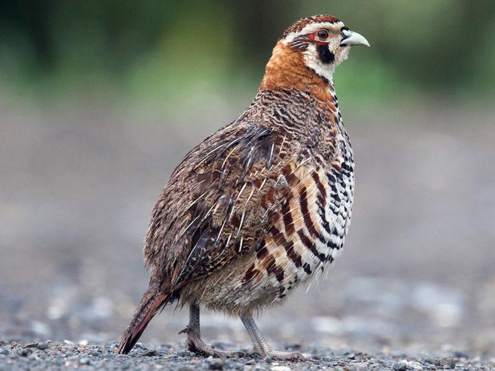 Tibetan Partridge