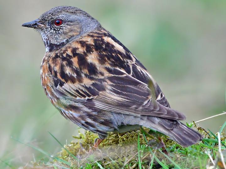 Altai Accentor