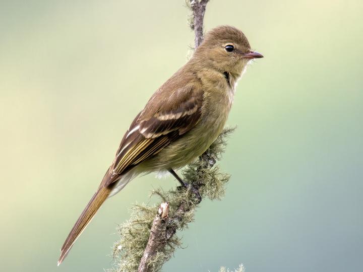 Highland Elaenia