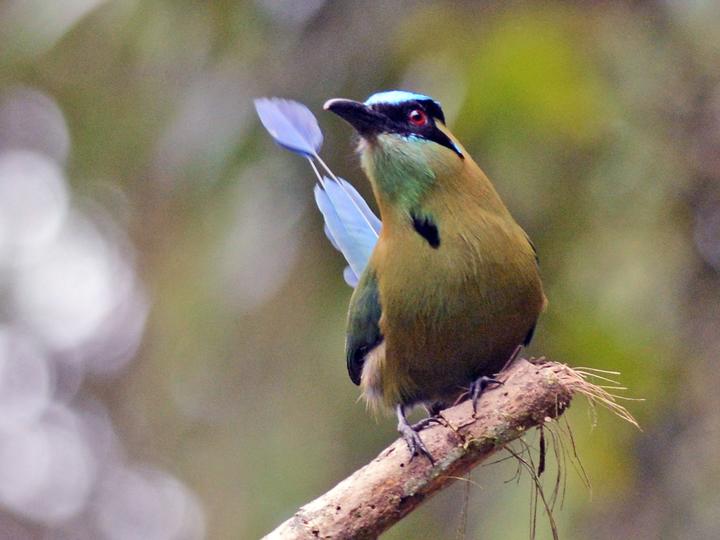 Andean Motmot
