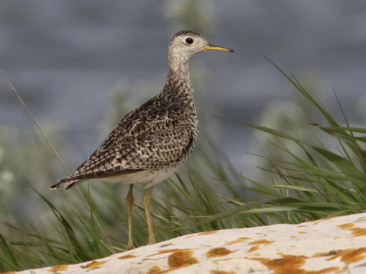 Upland Sandpiper