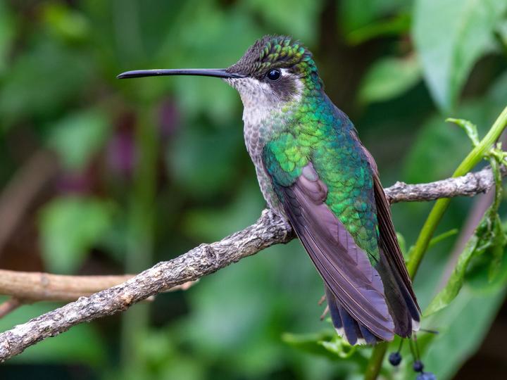 Talamanca Hummingbird