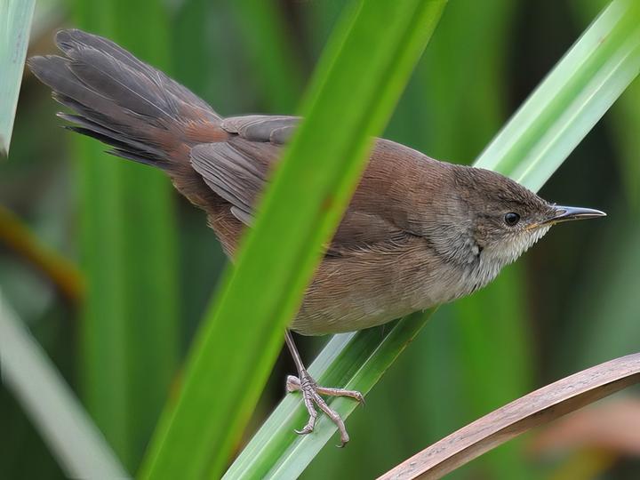 Highland Rush Warbler