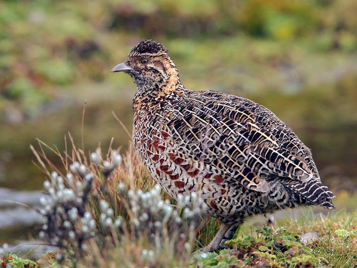 Moorland Francolin