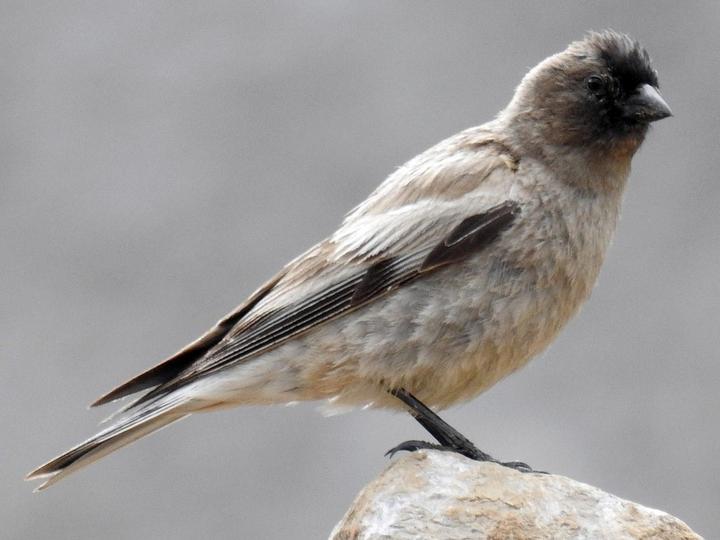 Brandt's Mountain Finch