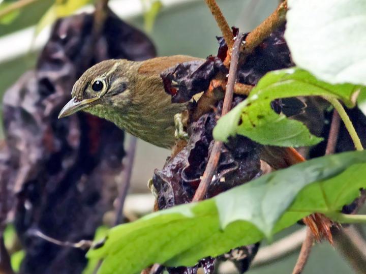 Montane Foliage-gleaner