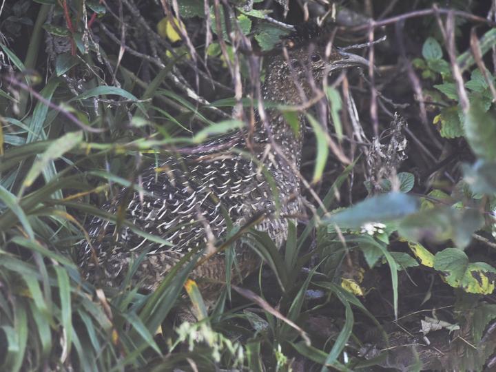 Taczanowski's Tinamou