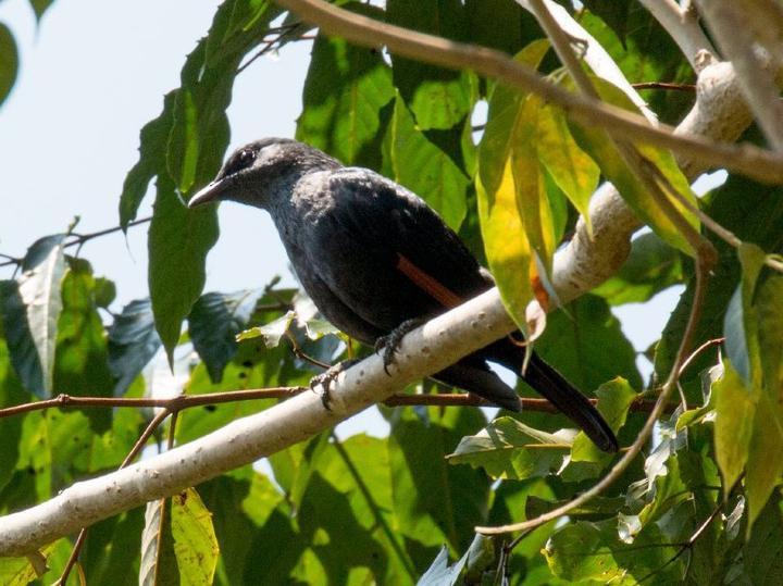Waller's Starling