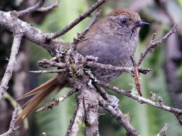 Puna Thistletail