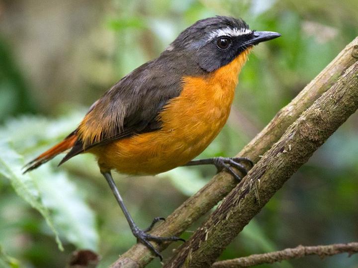 Mountain Robin-Chat