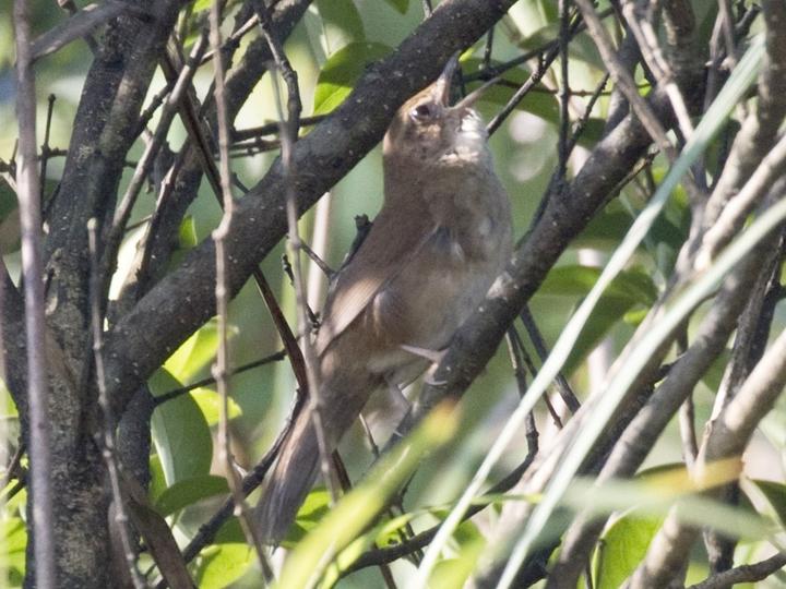 Russet Bush Warbler