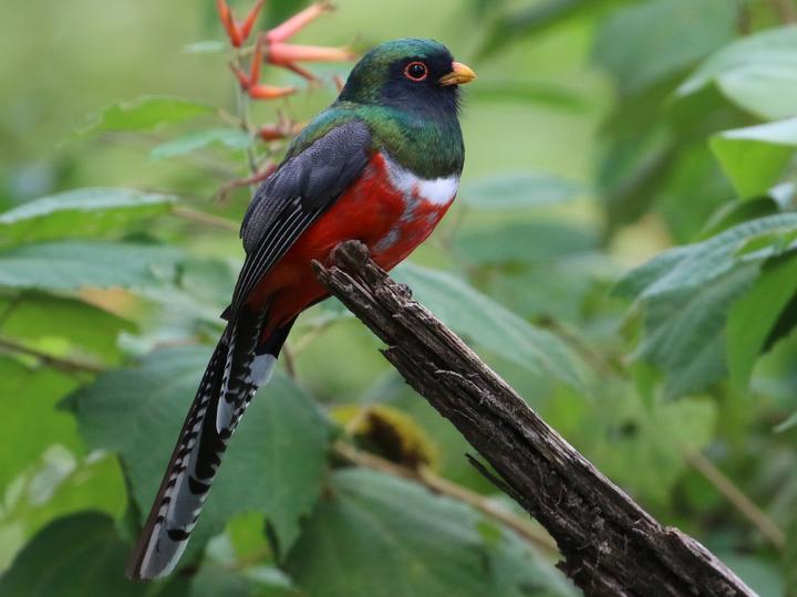 Mountain Trogon