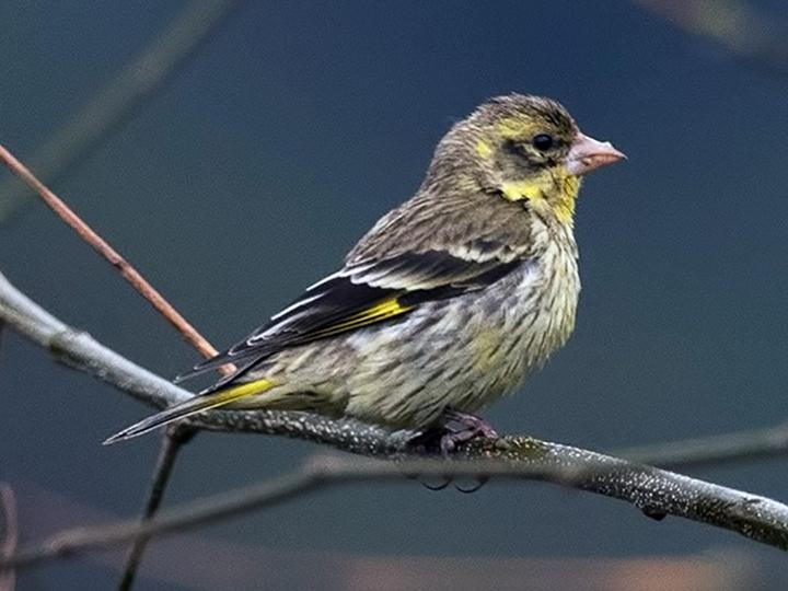 Yellow-breasted Greenfinch