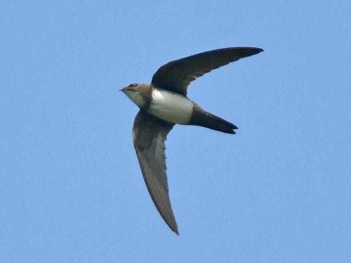Alpine Swift
