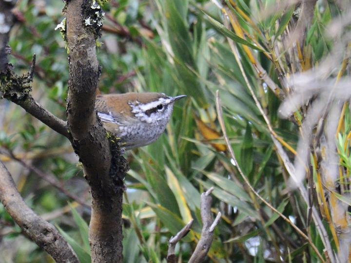 Timberline Wren