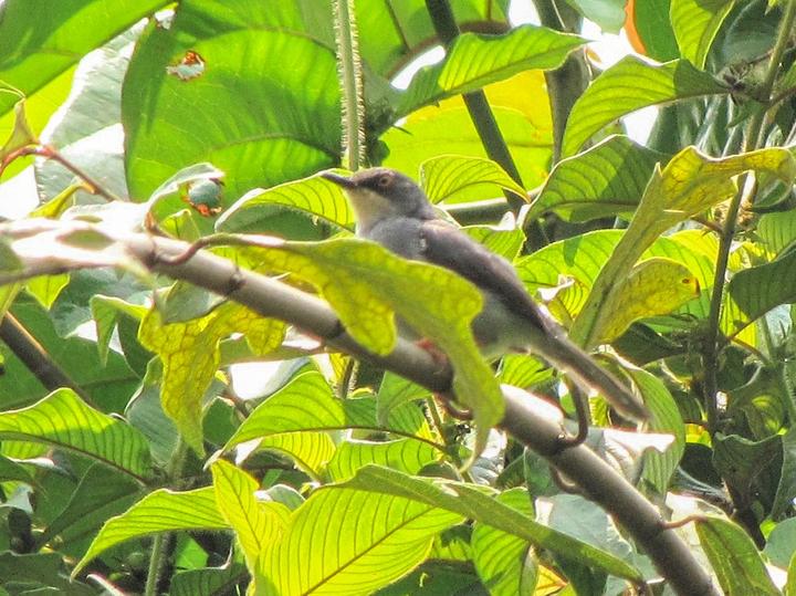 Gosling's Apalis