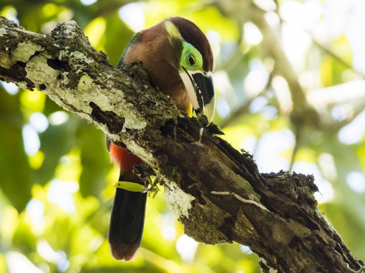 Gould's Toucanet