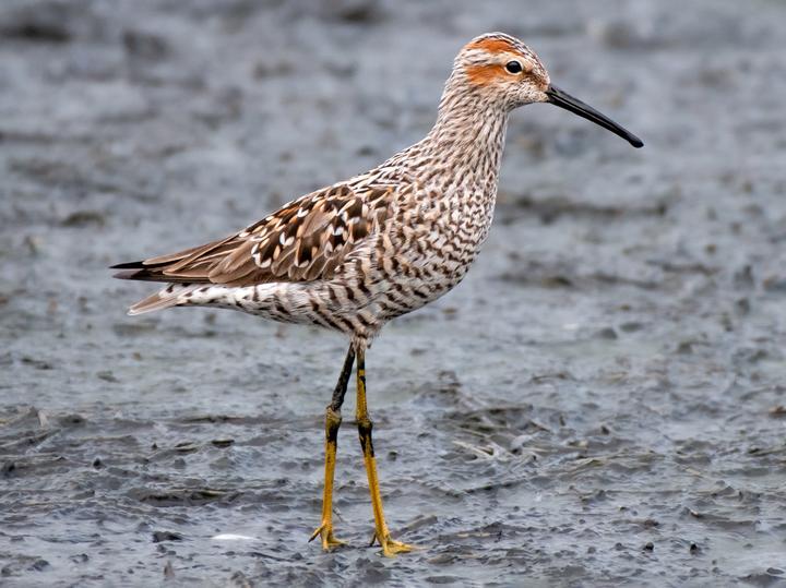 Stilt Sandpiper