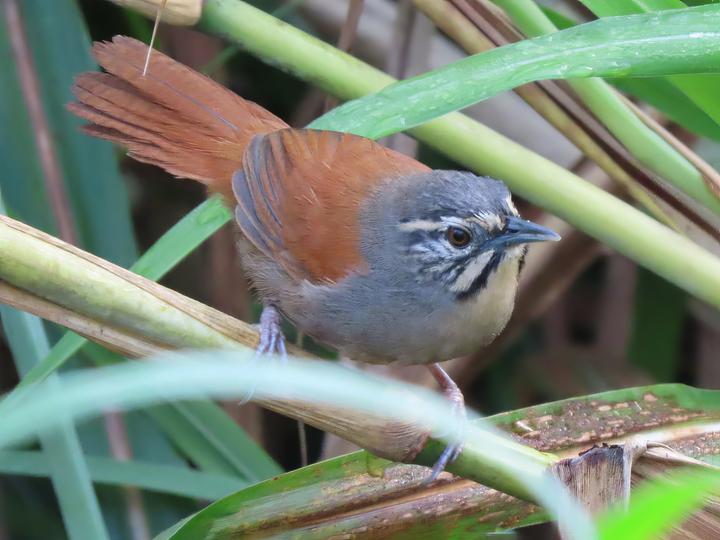 Whiskered Wren