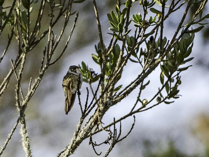 Green-bearded Helmetcrest