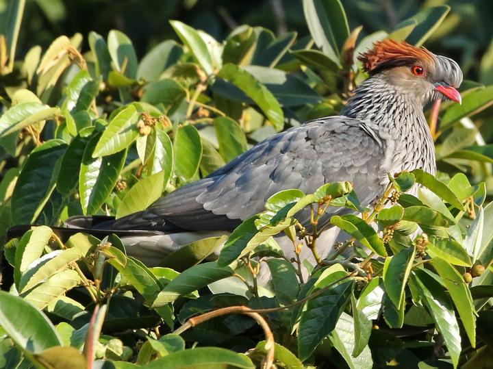 Topknot Pigeon