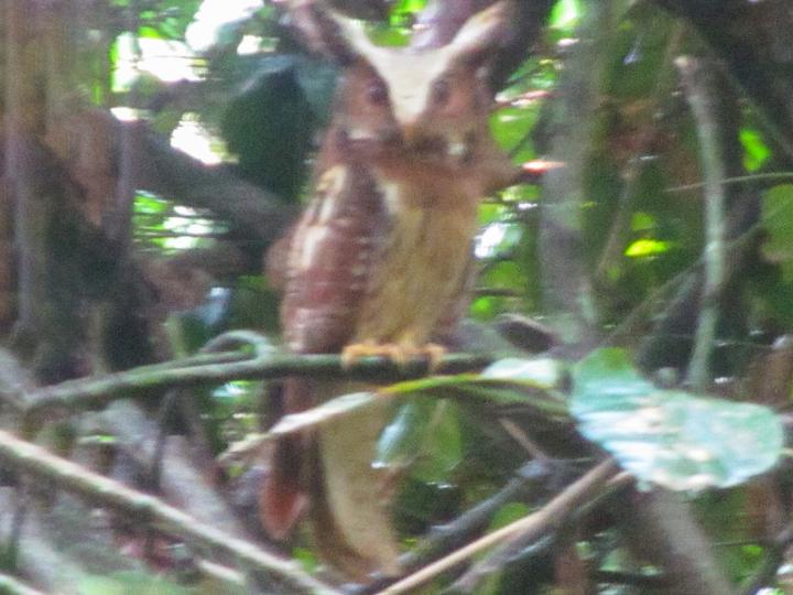 Maned Owl