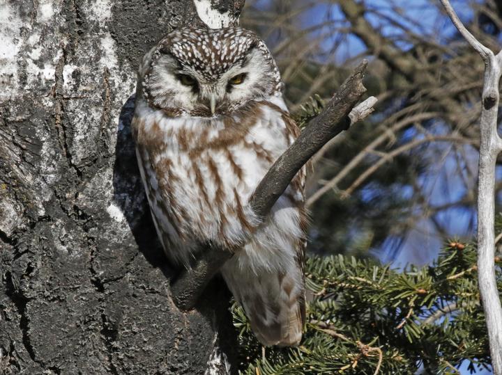 Boreal Owl