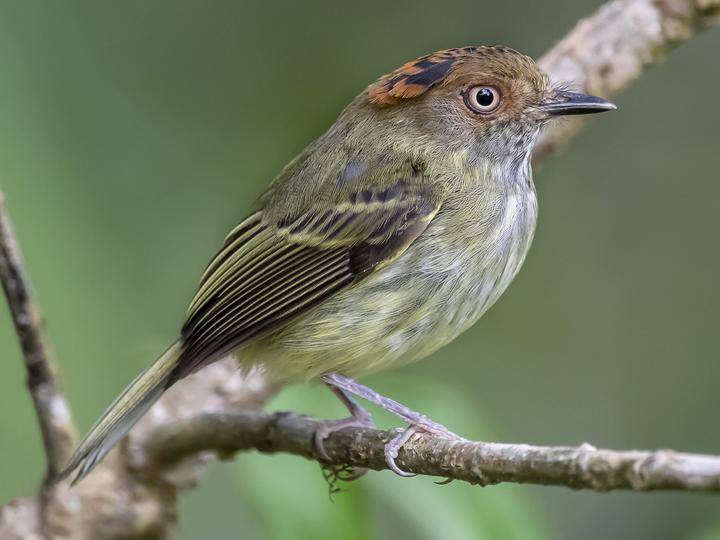 Scale-crested Pygmy Tyrant