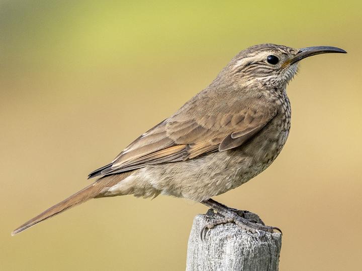 Scale-throated Earthcreeper