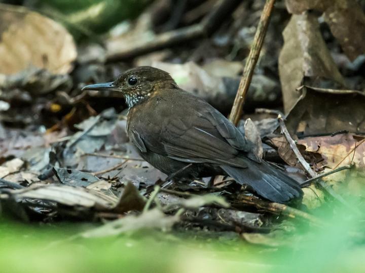 Scaly-throated Leaftosser