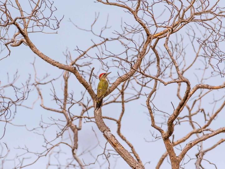 Streak-throated Woodpecker